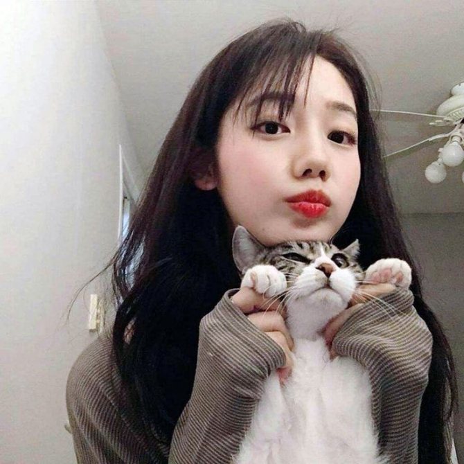 Корейские имена для кошек и котов
