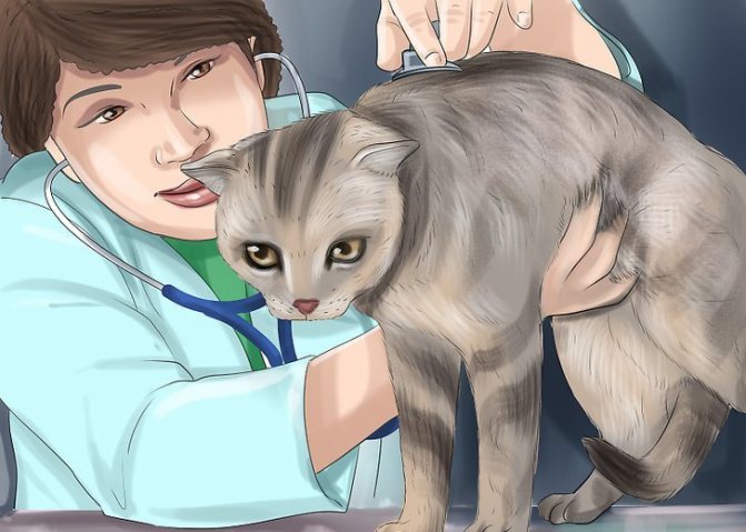 кошка беспокойная после родов