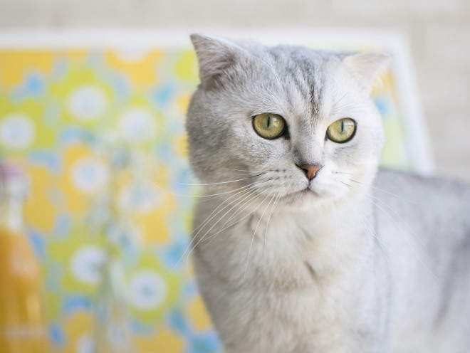 Кошка ходит по дому