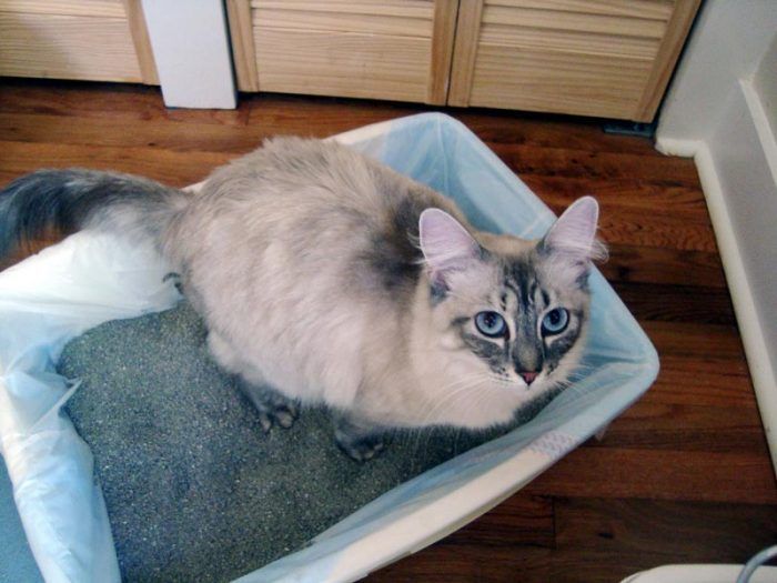 Кошка на горшке