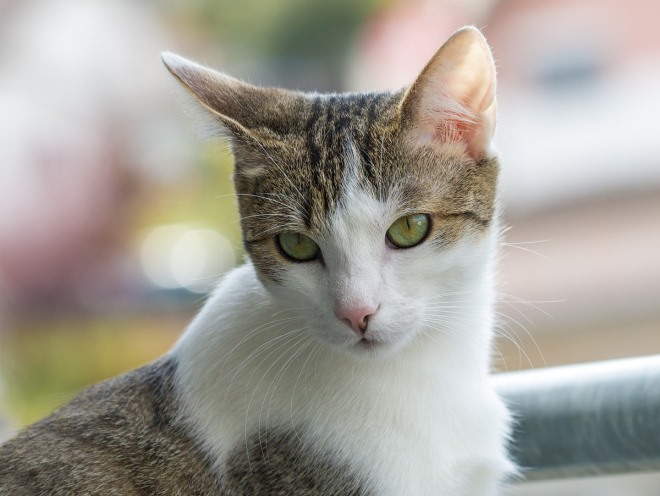 Кошка смотрит внимательно