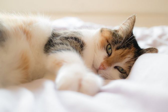 Кот лежит