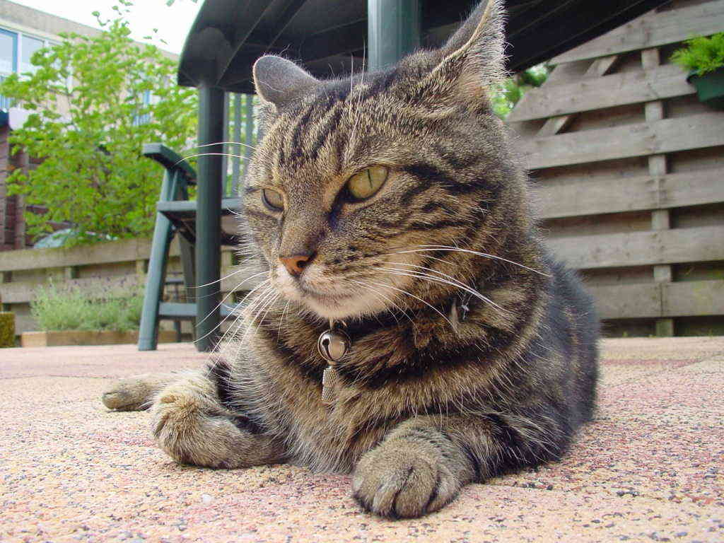 Кот на улице