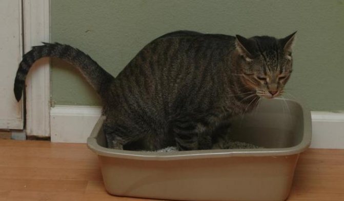 Кот писается после кастрации основные причины и методы лечения