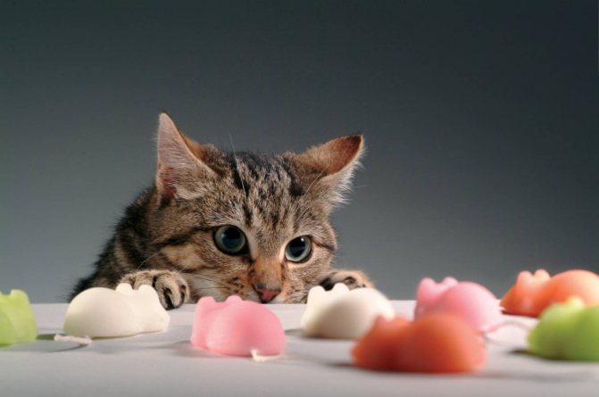 Кот писается после кастрации основные причины и методы лечения