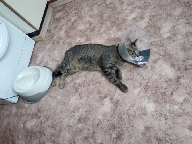 Кот писается после кастрации основные причины и методы лечения