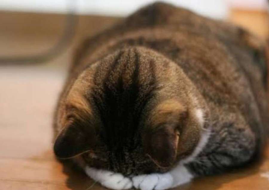 Кот писается после кастрации основные причины и методы лечения