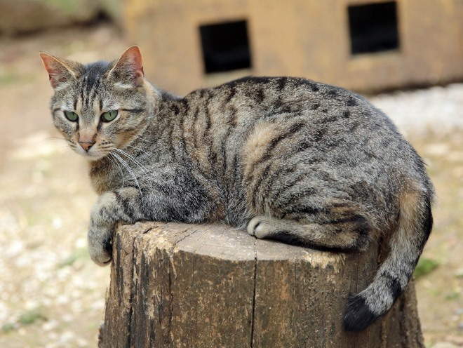 Кот забрался на пень