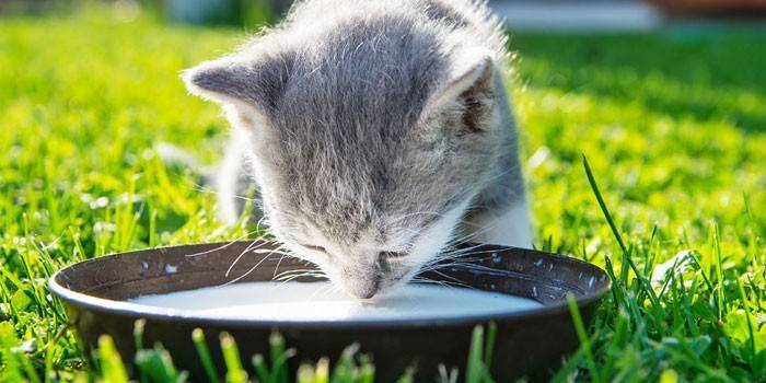 Котенок пьет молоко