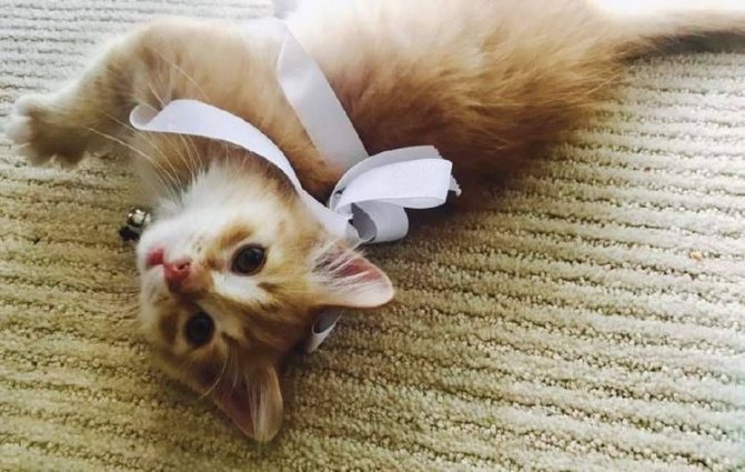 Котенок с бантиком