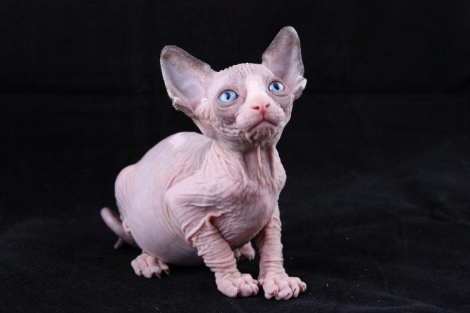 котенок сфинкса