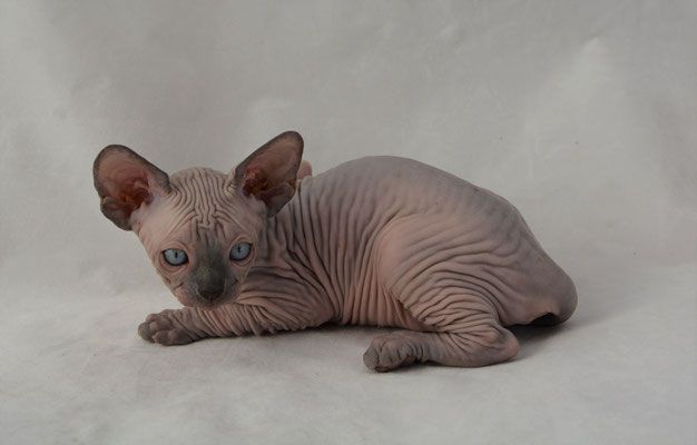 Котенок сфинкса
