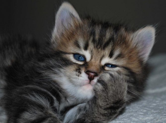 котенок сибирской кошки