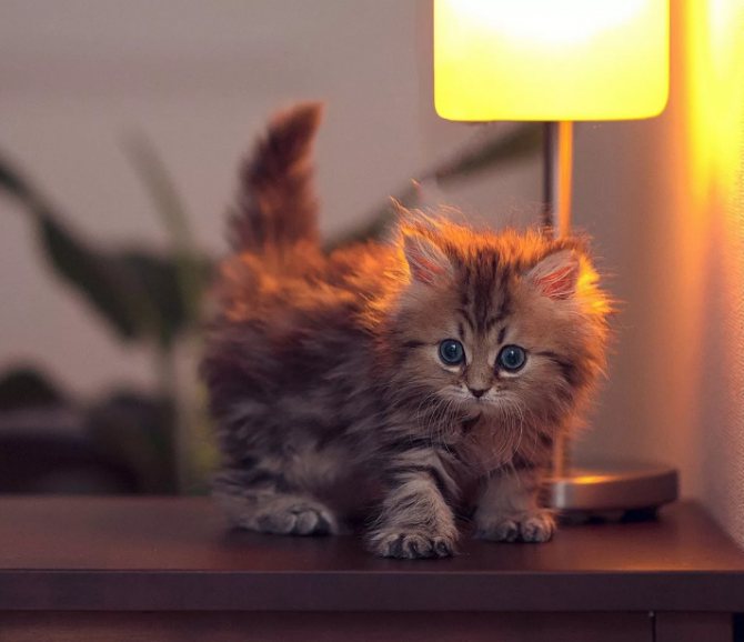 котенок