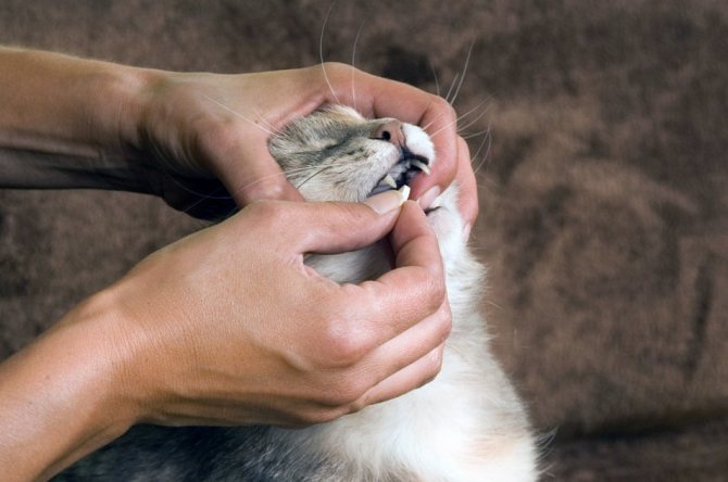 Коту дают таблетку