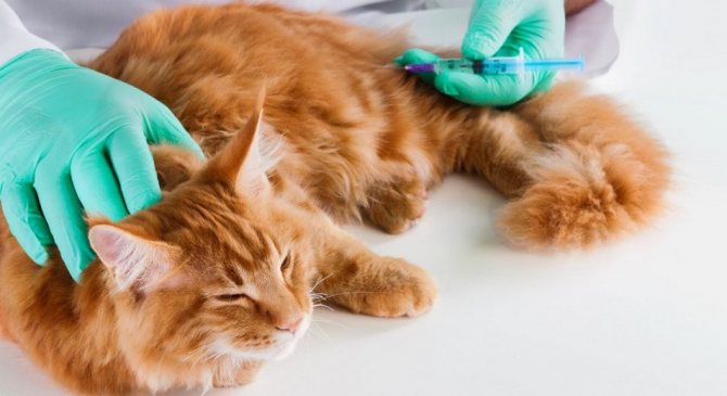 Коту делают внутримышечною инъекцию