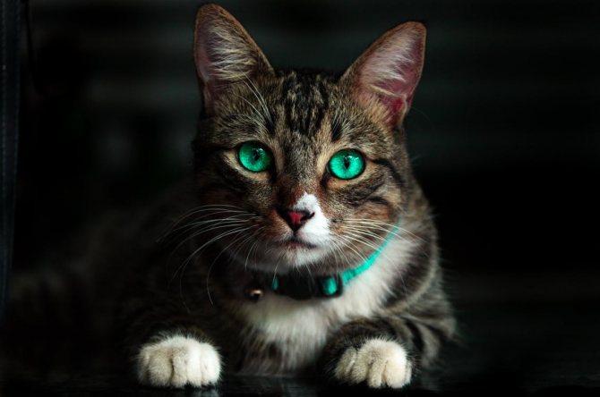 Красивое имя для кошки