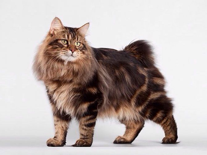 Красивый курильский бобтейл фотография