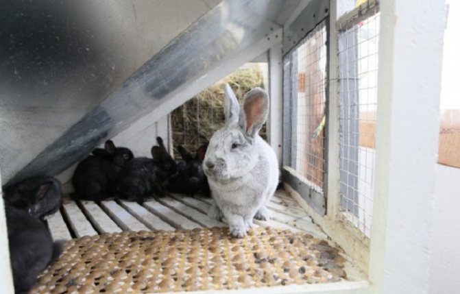 крольчиха и крольчата бсс