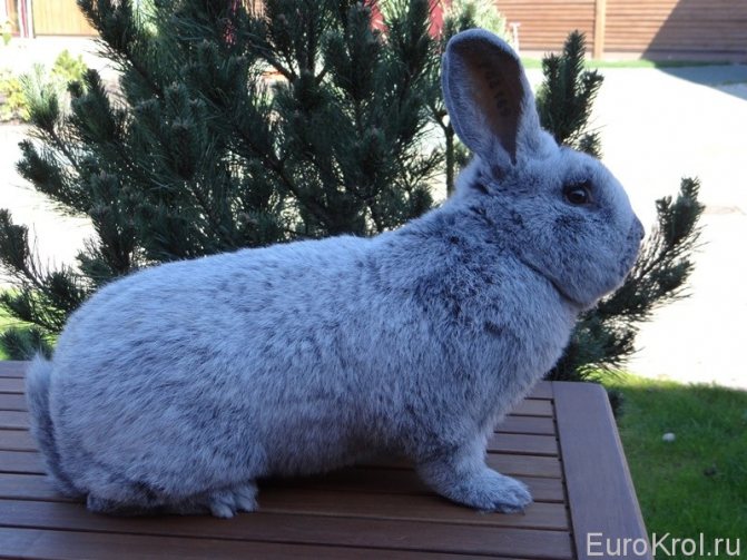 Кролик Большое светлое серебро на столе