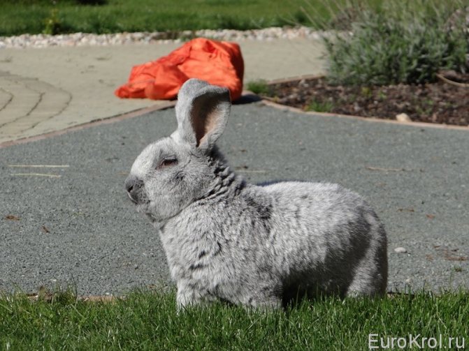 Кролик Большое светлое серебро в Чехии
