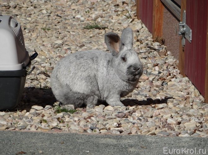 Кролик Большое светлое серебро