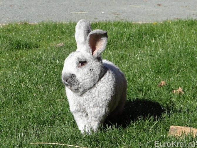 Кролик БСС