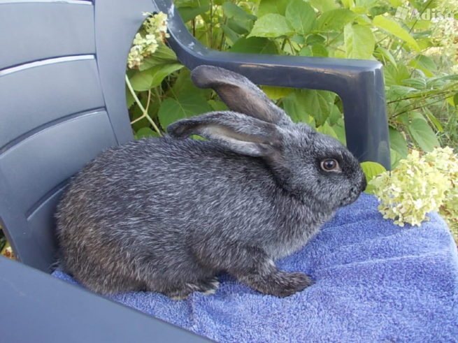 Кролик серебристой породы