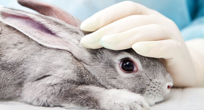 Кролик у доктора