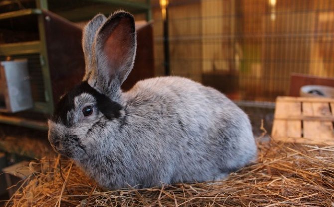 кролики породы бсс