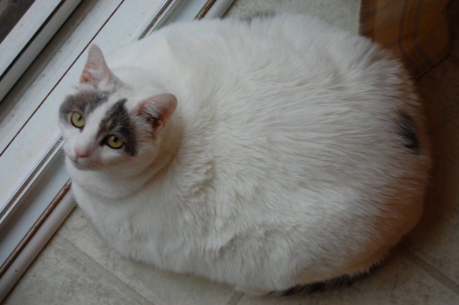 Круглый кот