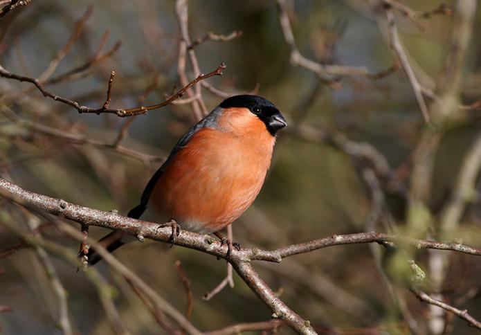 куда улетают снегири летом