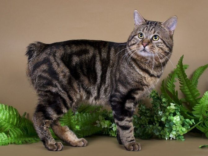 Курильская порода кошек