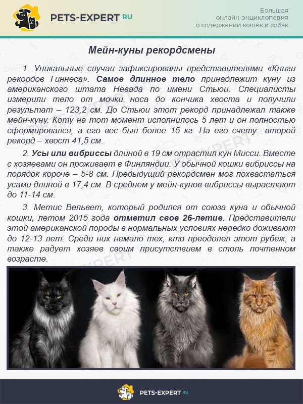 Мейн-куны рекордсмены