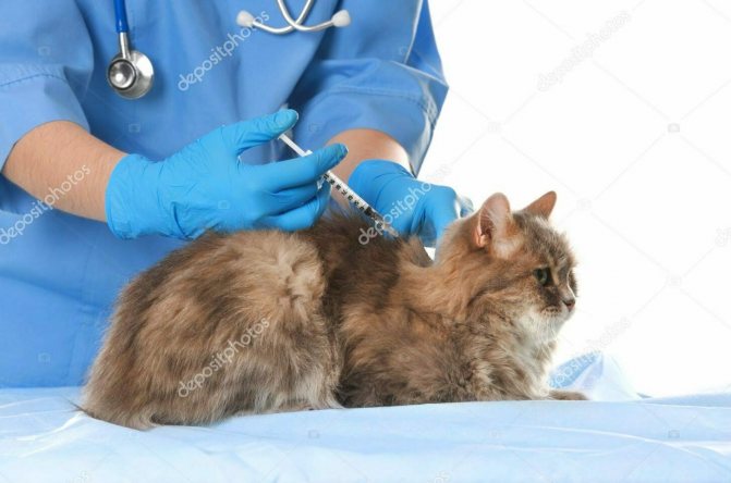 Можно лечить кошку суспензией Амоксиклав?