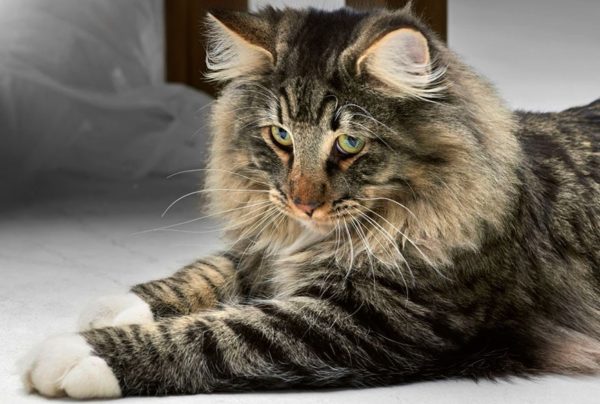 Норвежский лесной кот