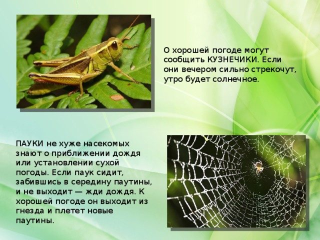 О хорошей погоде могут сообщить КУЗНЕЧИКИ. Если они вечером сильно стрекочут, утро будет солнечное. ПАУКИ не хуже насекомых знают о приближении дождя или установлении сухой погоды. Если паук сидит, забившись в середину паутины, и не выходит — жди дождя. К хорошей погоде он выходит из гнезда и плетет новые паутины.