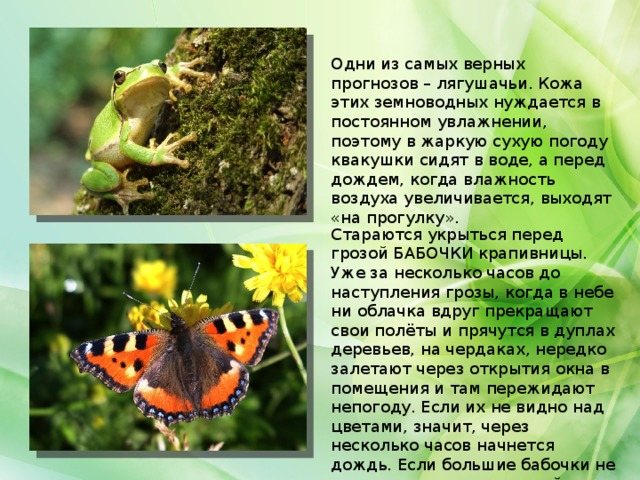 Одни из самых верных прогнозов – лягушачьи. Кожа этих земноводных нуждается в постоянном увлажнении, поэтому в жаркую сухую погоду квакушки сидят в воде, а перед дождем, когда влажность воздуха увеличивается, выходят «на прогулку». Стараются укрыться перед грозой БАБОЧКИ крапивницы. Уже за несколько часов до наступления грозы, когда в небе ни облачка вдруг прекращают свои полёты и прячутся в дуплах деревьев, на чердаках, нередко залетают через открытия окна в помещения и там пережидают непогоду. Если их не видно над цветами, значит, через несколько часов начнется дождь. Если большие бабочки не садятся на цветы – к ясной погоде.