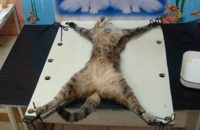 операция по кастрации кота