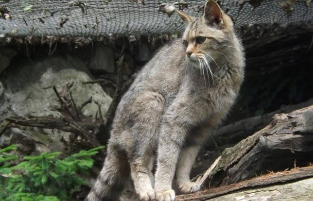 Описание китайской породы кошек