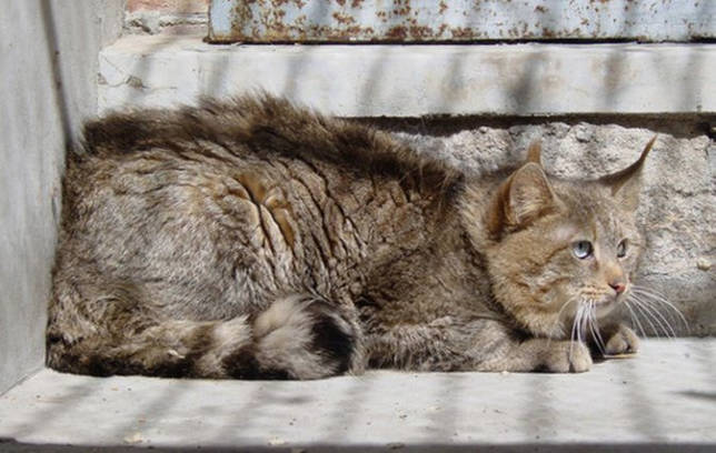 Описание китайской породы кошек