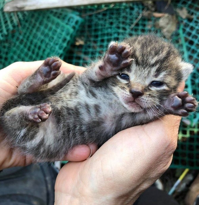 оптимальное количество котят которых может родить кошка