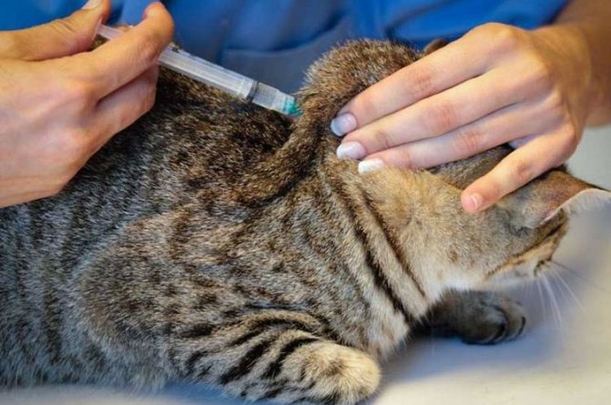 'Оптимальное место подкожно введения "коктейля