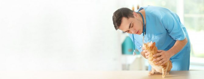 От консультации ветеринара отказываться не стоит