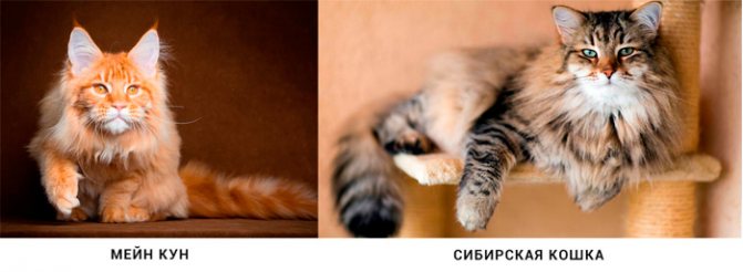 Отличия обычных кошек от мейн-кунов