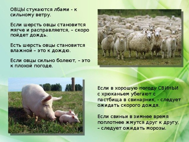 ОВЦЫ стукаются лбами - к сильному ветру. Если шерсть овцы становится мягче и расправляется, – скоро пойдет дождь. Есть шерсть овцы становится влажной – это к дождю. Если овцы сильно болеют, – это к плохой погоде. Если в хорошую погоду СВИНЬИ с хрюканьем убегают с пастбища в свинарник, - следует ожидать скорого дождя. Если свиньи в зимнее время поплотнее жмутся друг к другу, – следует ожидать морозы.