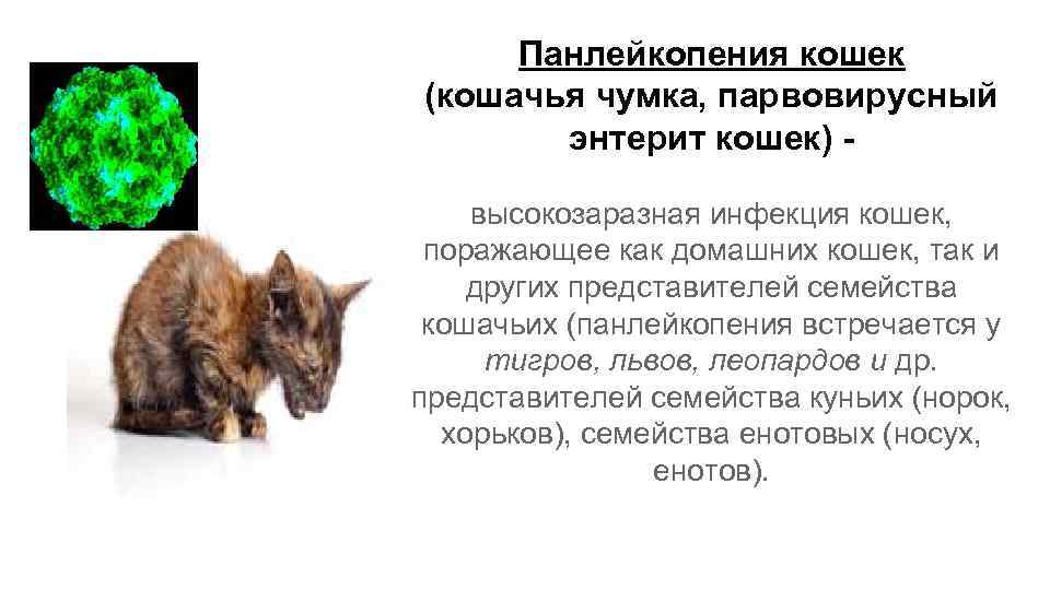 Панлейкопения у кошек