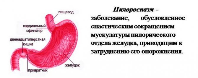 Пилороспазм у кошки