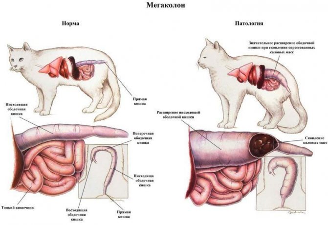 Пищеварительная система кошки