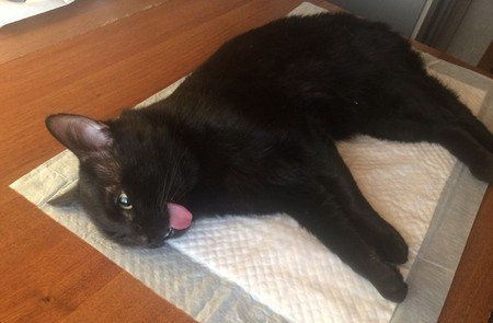 питомец лежит на пеленке